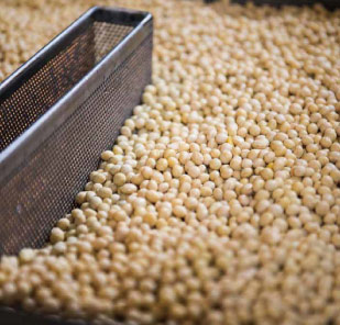 スーパー発芽大豆を製造