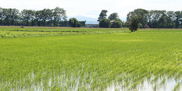 有機栽培米の畑
